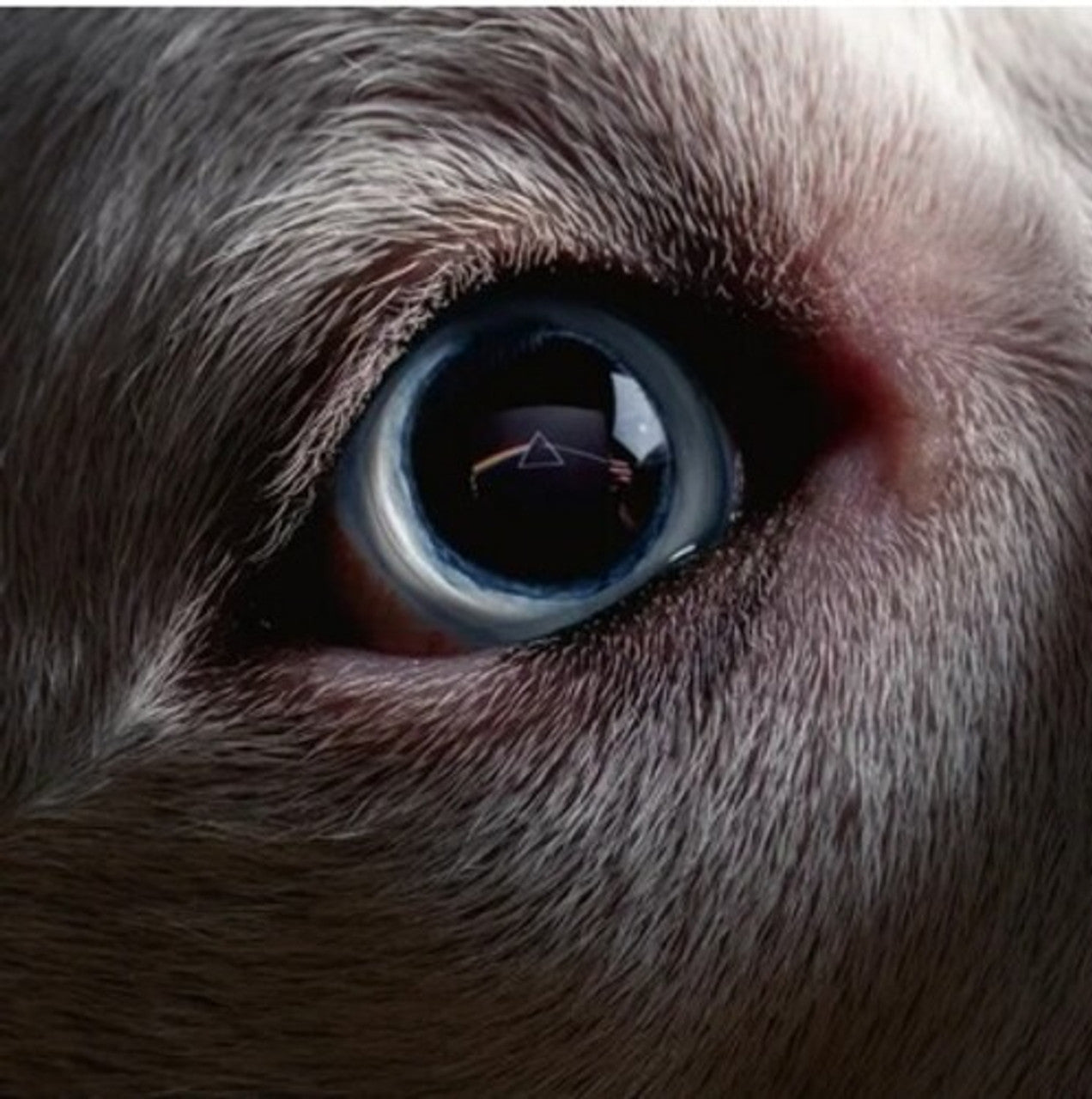 Roger Waters - Dark Side Of The Moon Redux - 2LP. Now available online in uae